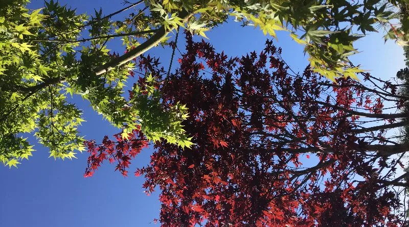 Trusted outdoor landscaping for beautiful yards across Wilmington, NC - Great America Outdoor Depot