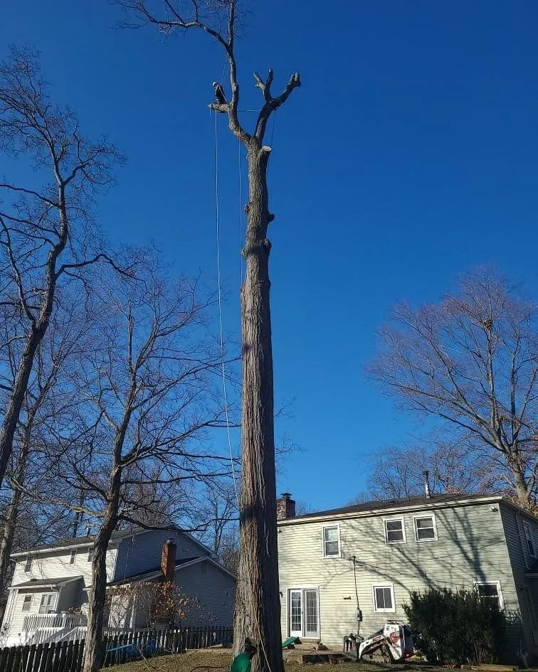 Affordable yard cleanup service in Delaware, OH - Great Dane Tree Experts & Landscaping