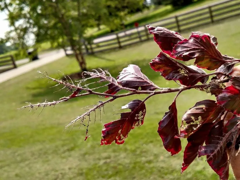 Custom lawn mowing service experts serving Delaware, OH - Great Dane Tree Experts & Landscaping