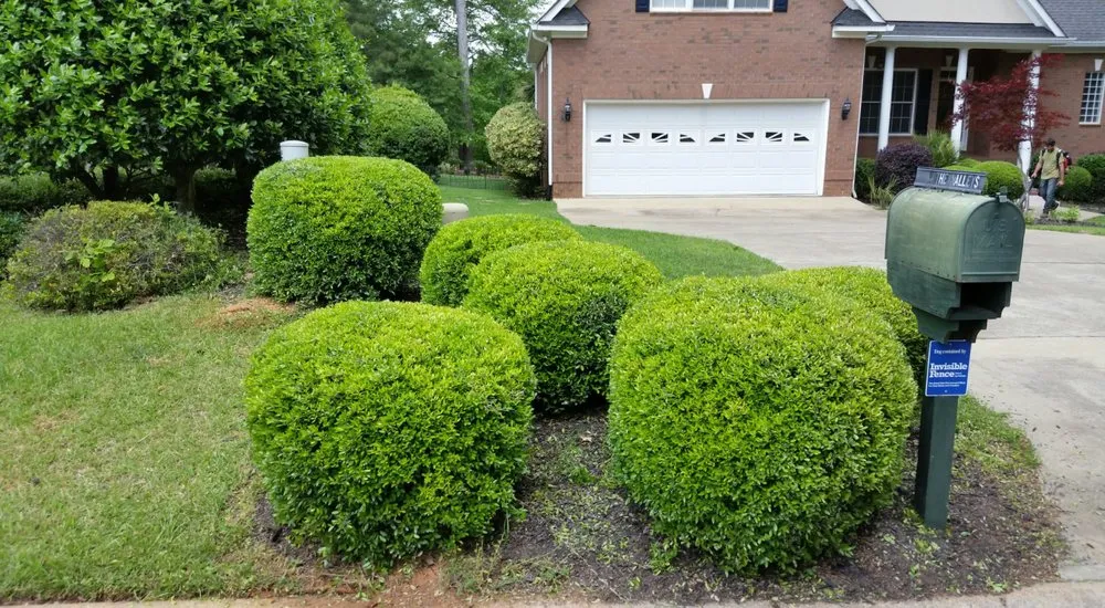 Custom yard cleanup service in Chapin, SC by Great Expectations Lawn Care