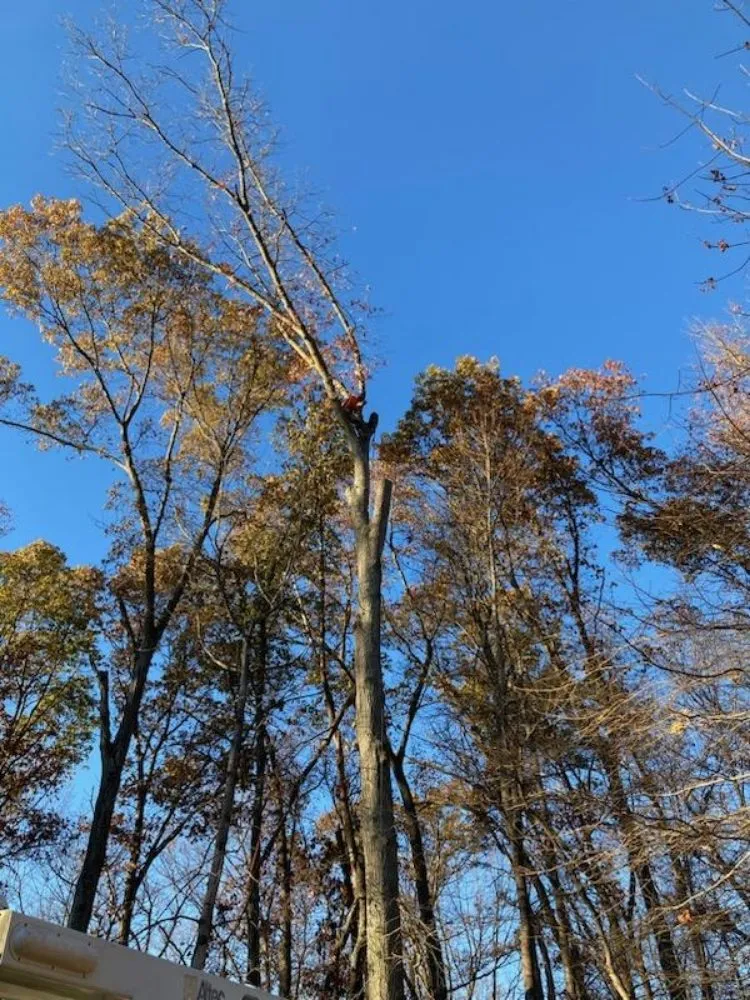 Affordable yard cleanup service for outdoor upgrades across Hillsboro, VA - Great Falls Tree & Landscaping