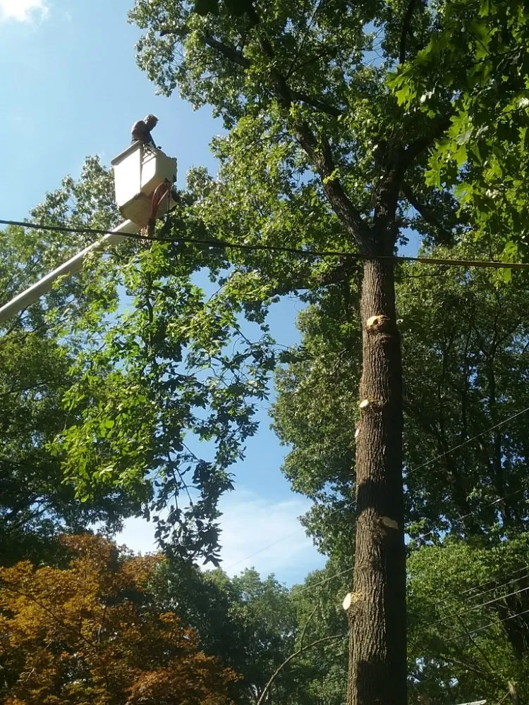 Professional landscape installation in Hillsboro, VA by Great Falls Tree & Landscaping