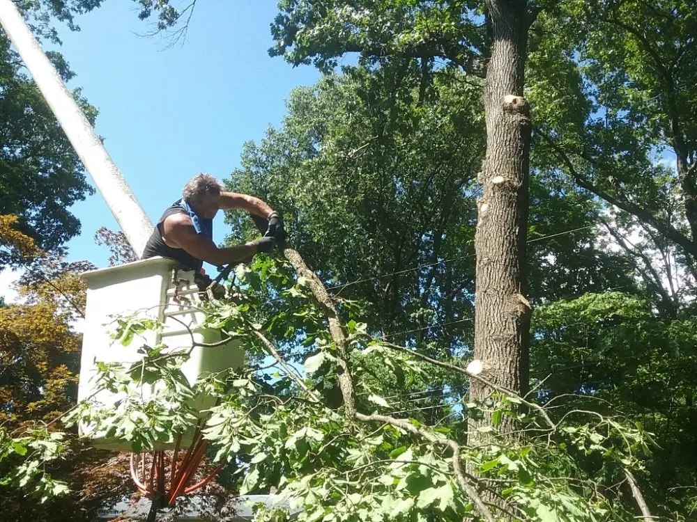 Expert residential landscaping for year-round maintenance across Hillsboro, VA - Great Falls Tree & Landscaping