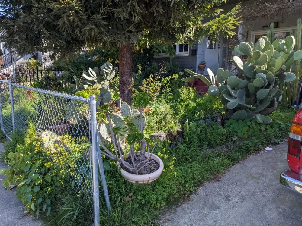 Custom yard cleanup service in Richmond, CA - Great Green Gardening Service