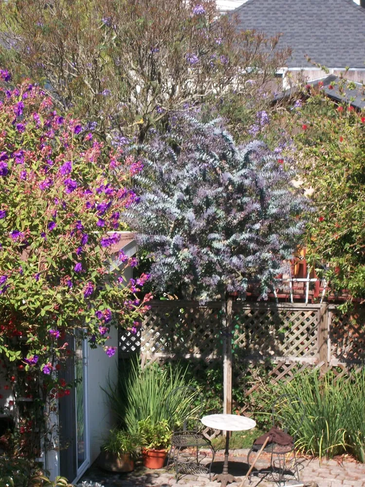 Local landscape installation in Richmond, CA - Great Green Gardening Service