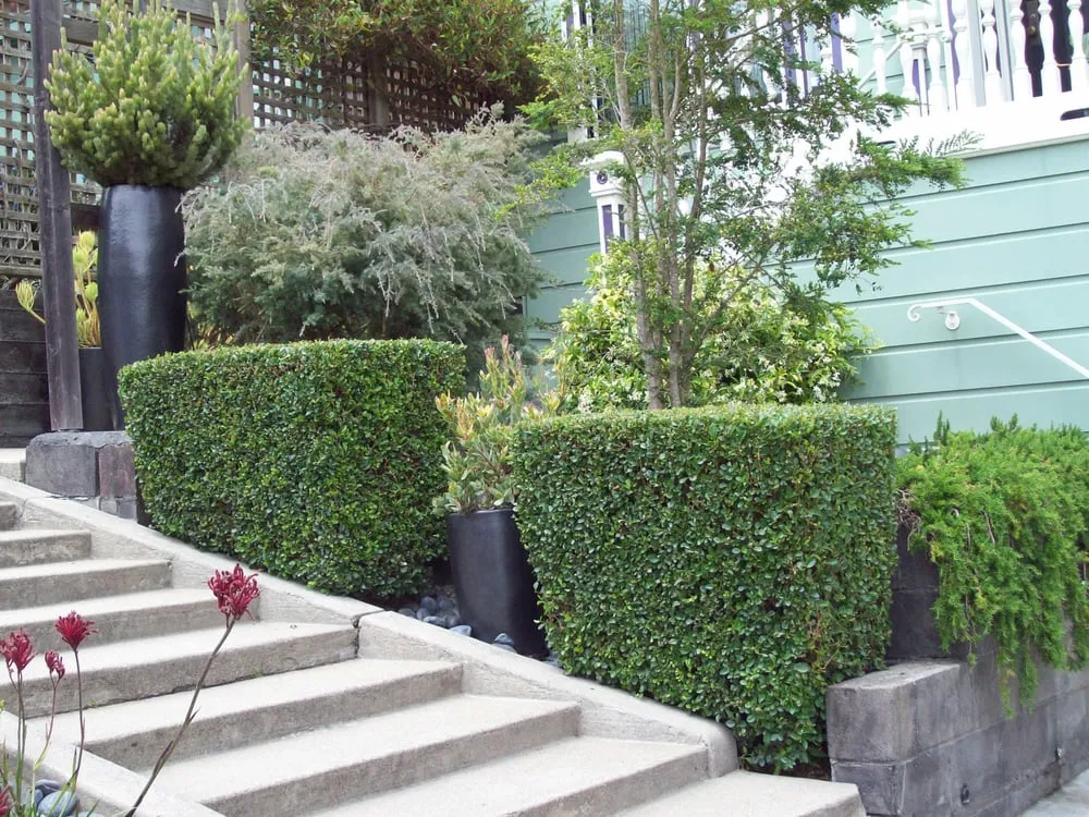 Affordable lawn mowing service near you in Richmond, CA by Great Green Gardening Service