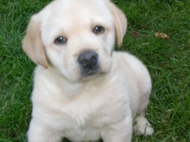 Affordable lawn care service experts serving Cleveland, OH - Great Lakes Landscaping