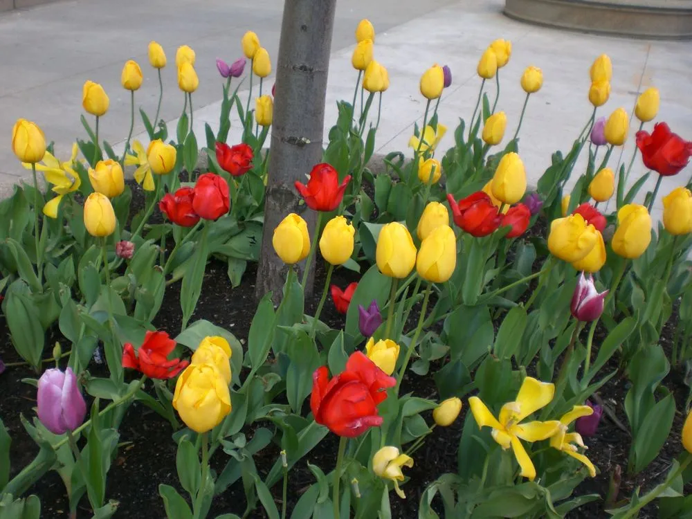 Affordable lawn mowing service experts serving Cleveland, OH - Great Lakes Landscaping