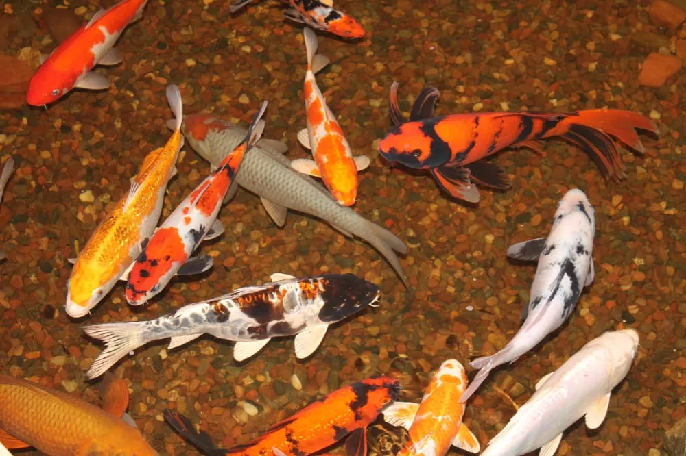 Affordable lawn care service for residential properties in Paw Paw, MI by Great Lakes Pondscapes