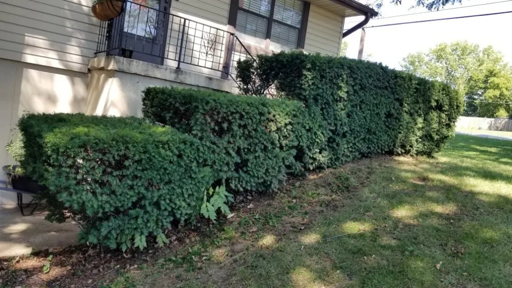 Top-rated outdoor landscaping in Archie, MO by Great Lawn Service