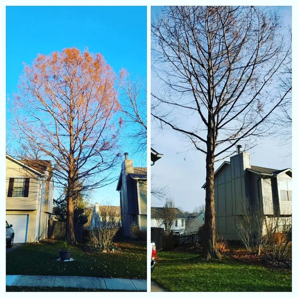 Expert outdoor landscaping for year-round maintenance across Archie, MO - Great Lawn Service