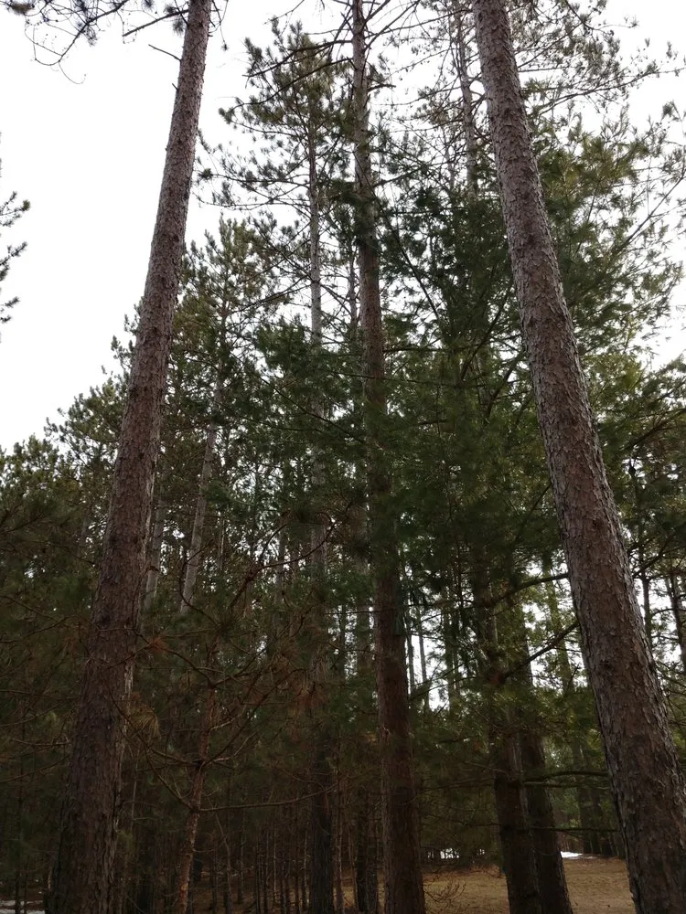 Affordable landscape design for outdoor upgrades across Woodruff, WI - Great Northern Tree Service