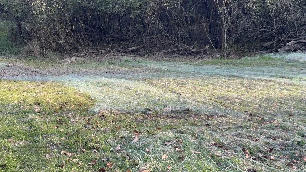 Professional landscape design in Ann Arbor, MI - Great Outdoors