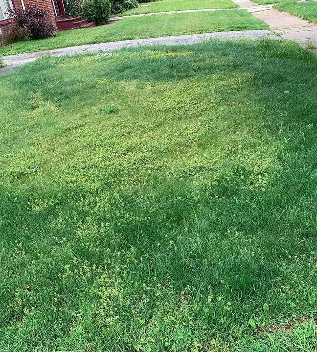 Professional lawn care service near you in Cleveland, OH by GREAT QUALITY LANDSCAPING