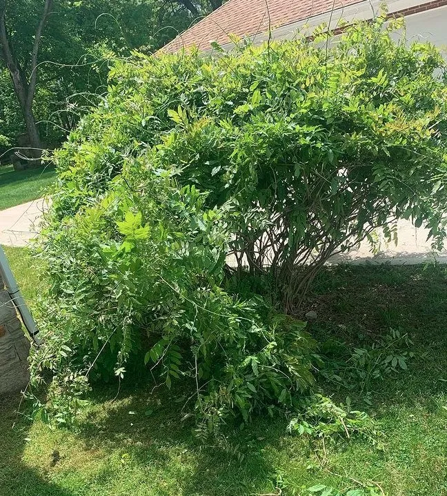 Affordable landscape design in Cleveland, OH by GREAT QUALITY LANDSCAPING