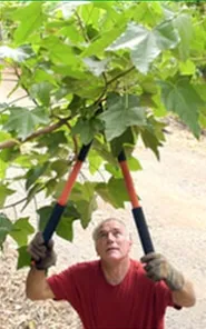 Top-rated lawn care service for year-round maintenance in Auburn, WA by Great Results Landscaping Services