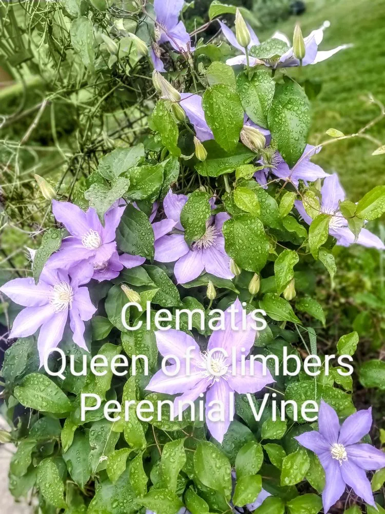 Professional residential landscaping with custom design in Columbus, OH by Great Results Yardscaping