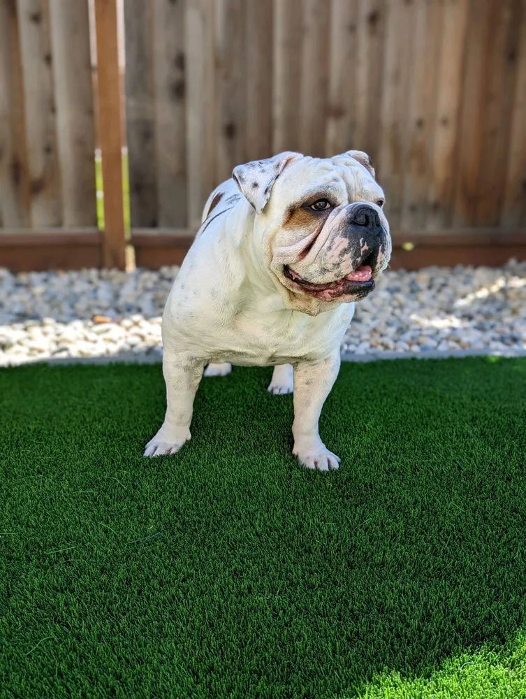 Local landscaping services for residential properties in Fairfield, CA by Great Scape Landscaping Construction