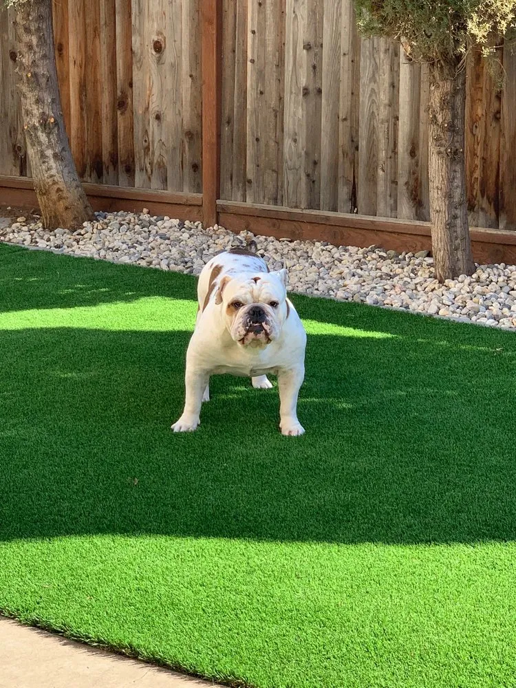 Professional garden landscaping for beautiful yards across Fairfield, CA - Great Scape Landscaping Construction