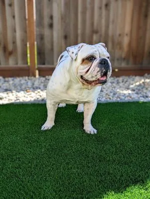 Great Scape Landscaping Construction Logo