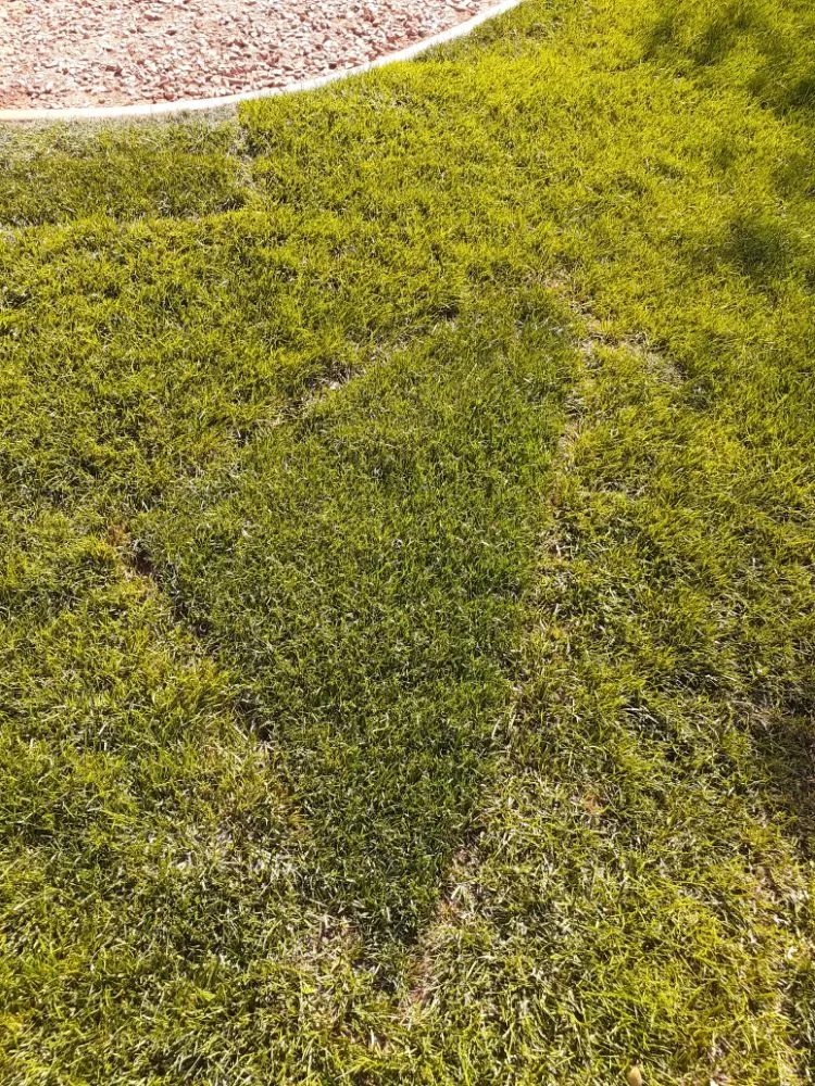 Top-rated landscape design for beautiful yards across St. George, UT - Great Scapes Landscape Management