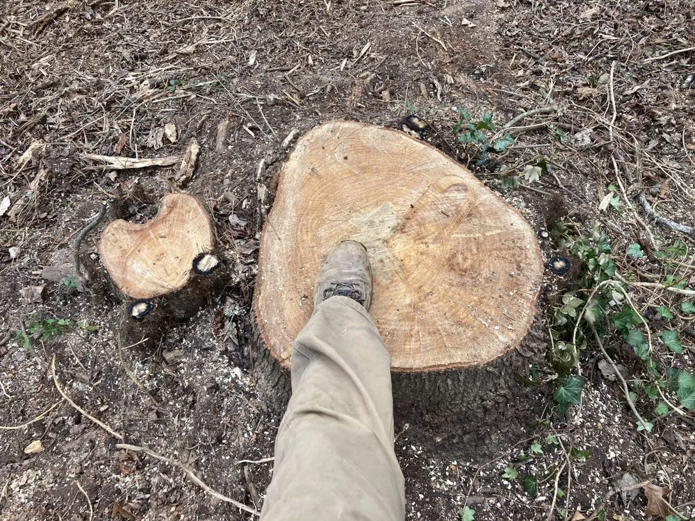 Local yard cleanup service experts serving Clayton, NC - Great Scott's Residential Services