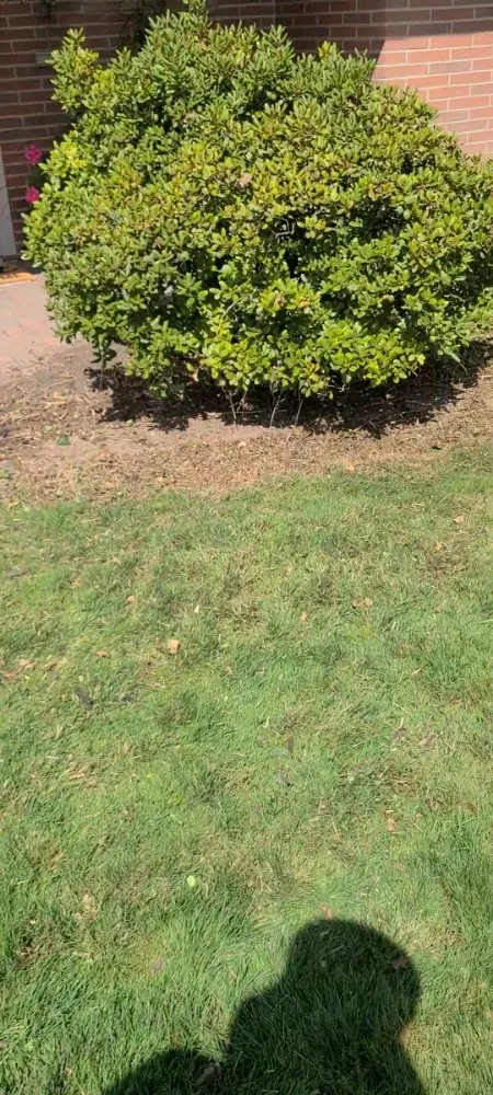 Trusted yard maintenance for residential properties in Dearborn Heights, MI by Great services Landscaping