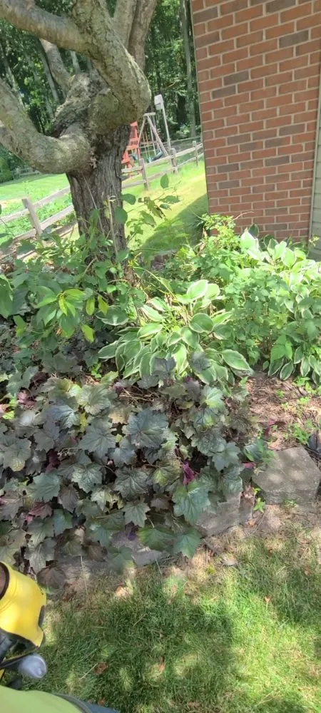 Custom yard maintenance in Dearborn Heights, MI - Great services Landscaping