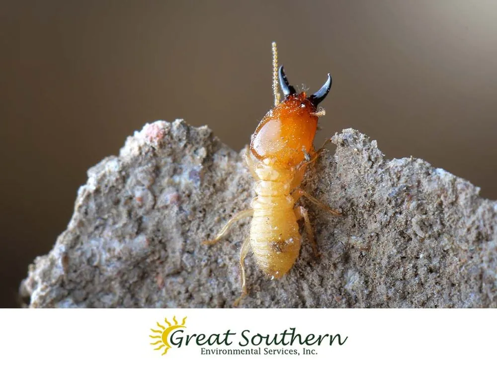 Trusted yard cleanup service in Pompano Beach, FL - Great Southern Enviromental Services