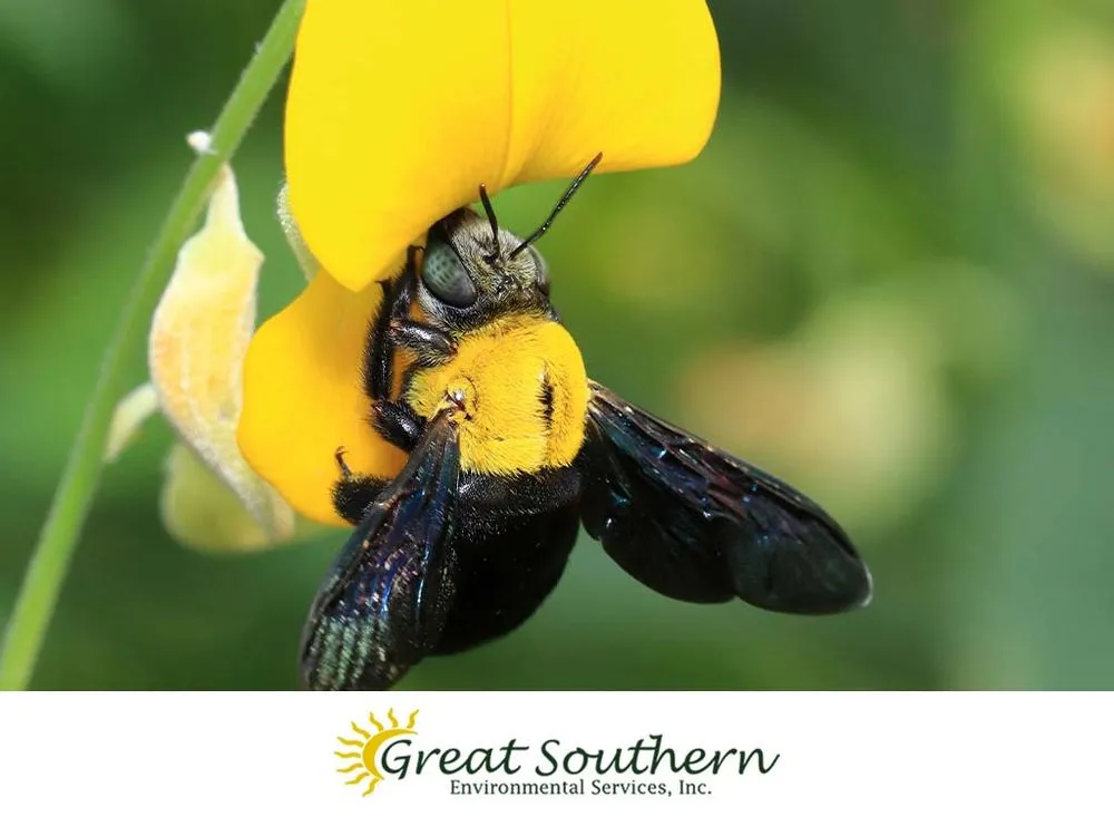 Local landscape design near you in Pompano Beach, FL by Great Southern Enviromental Services