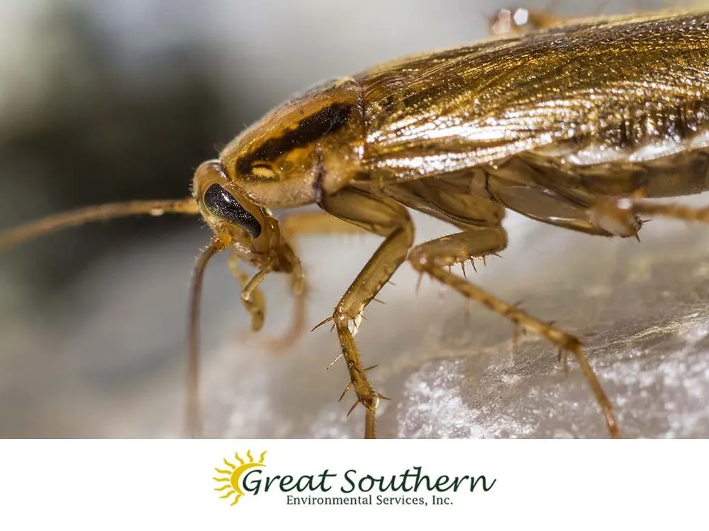 Trusted lawn care service for homes in Pompano Beach, FL by Great Southern Enviromental Services