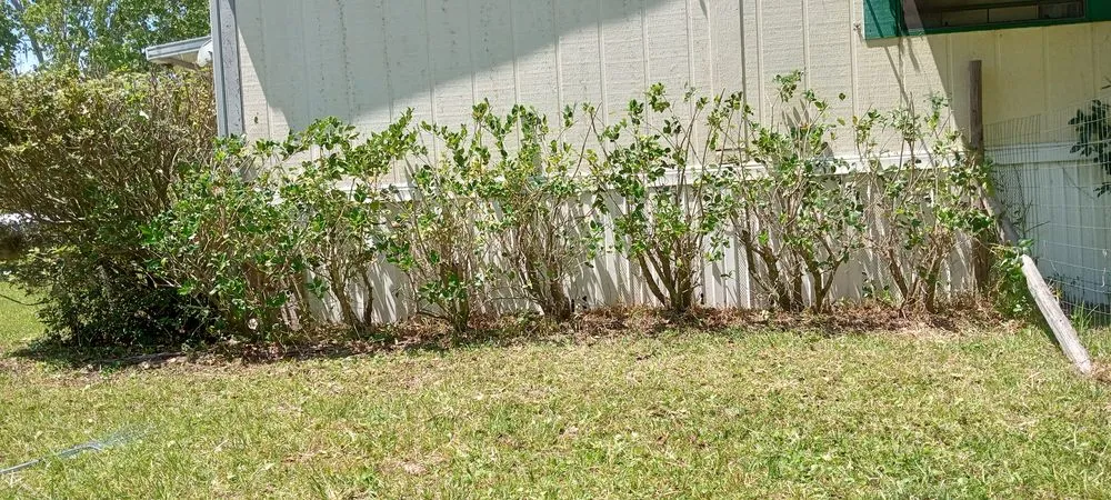 Reliable yard cleanup service in St. Augustine, FL - Great Time Lawn Care