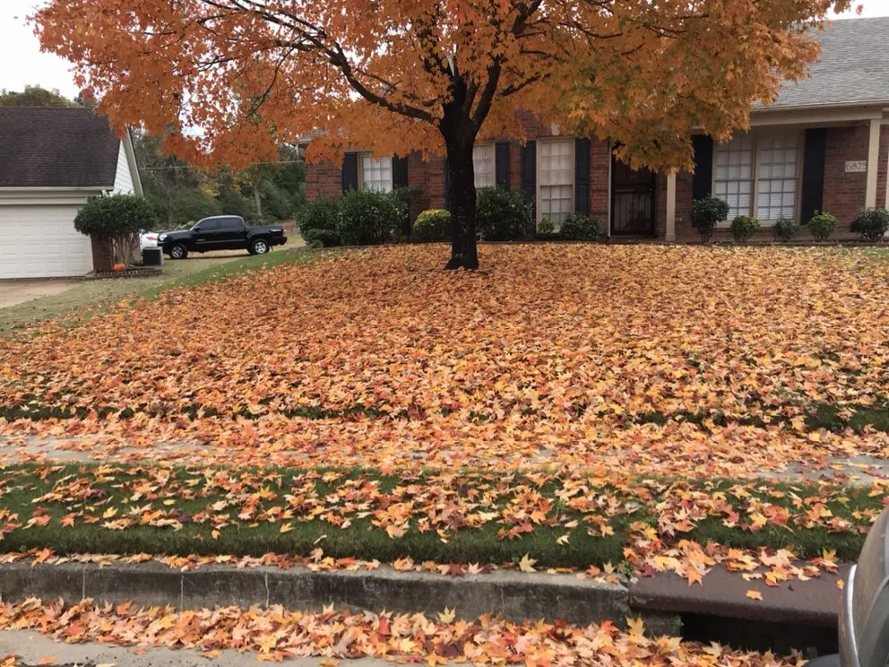 Affordable yard cleanup service in Holly springs, TN - Great View Enterprise