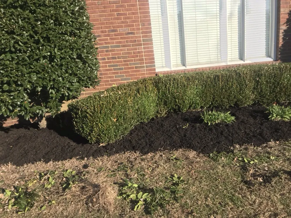 Trusted yard cleanup service in Holly springs, TN by Great View Enterprise