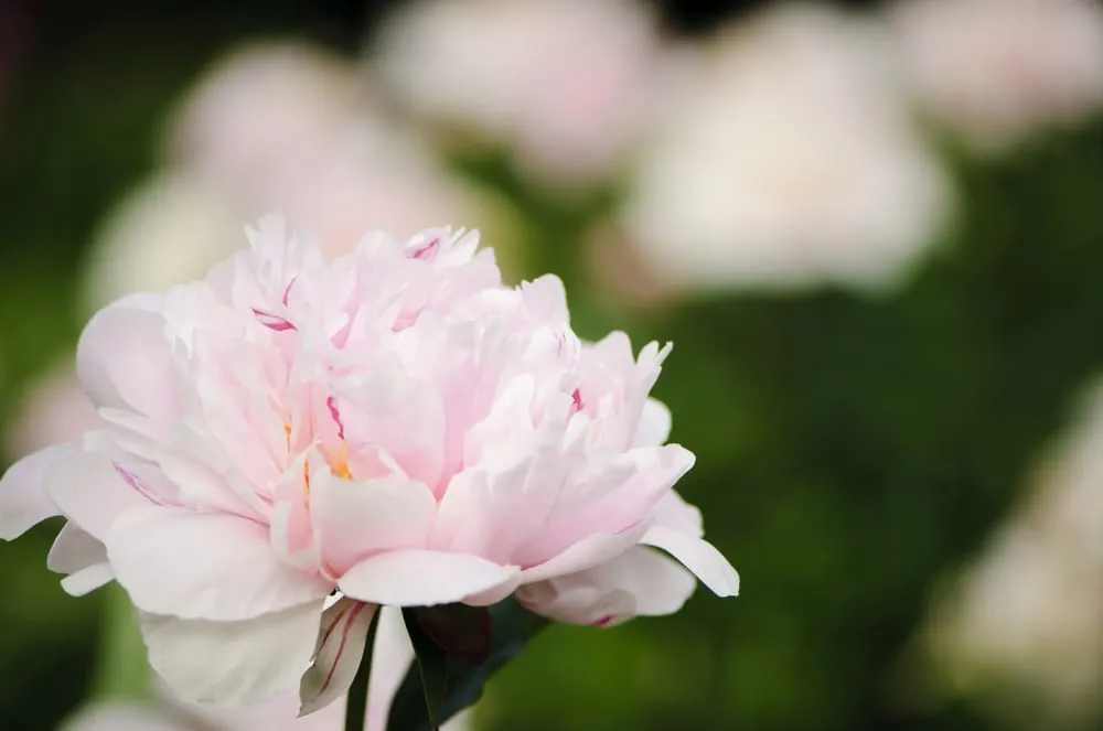 Trusted lawn mowing service with custom design across Austin, TX - Great Western Corporation