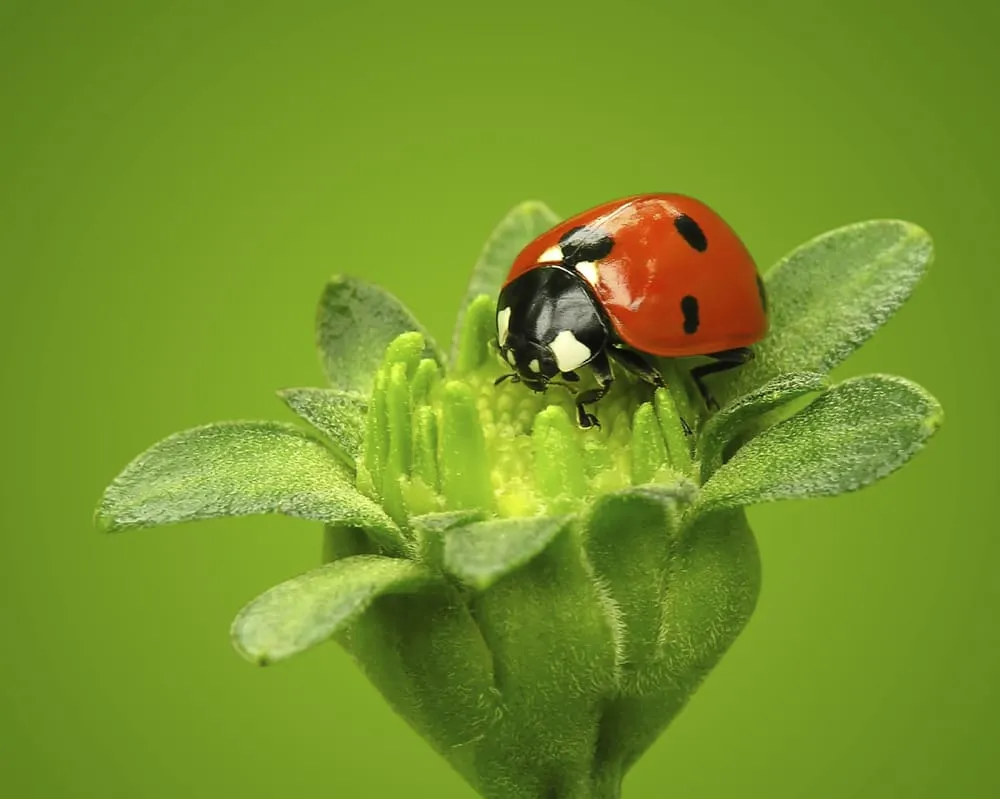 Affordable lawn mowing service in Austin, TX - Great Western Corporation