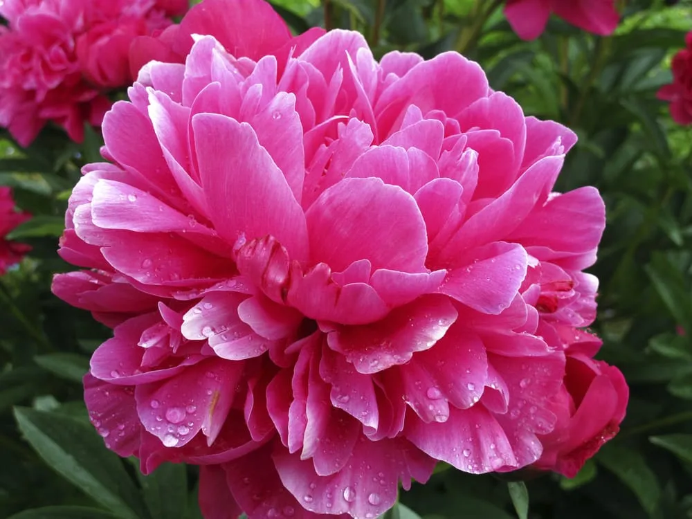 Professional landscape design experts serving Austin, TX - Great Western Corporation