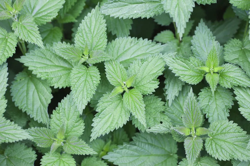 Custom residential landscaping in Austin, TX - Great Western Corporation