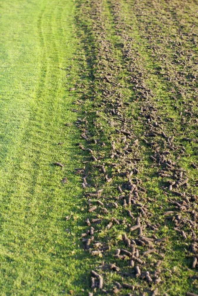 Expert lawn care service in Austin, TX by Great Western Corporation