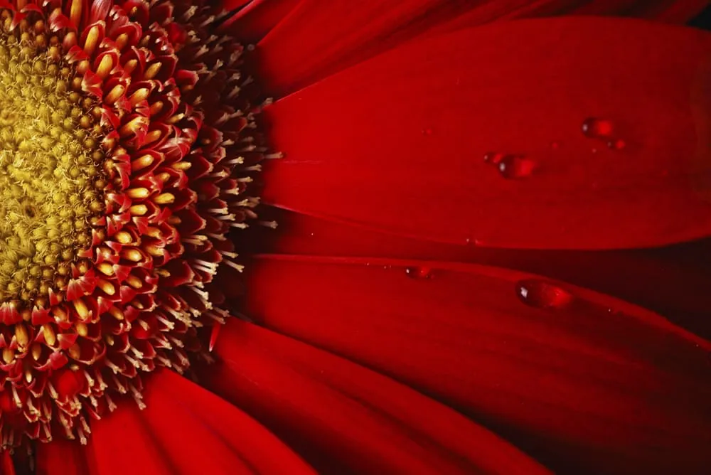 Reliable landscape installation in Austin, TX - Great Western Corporation