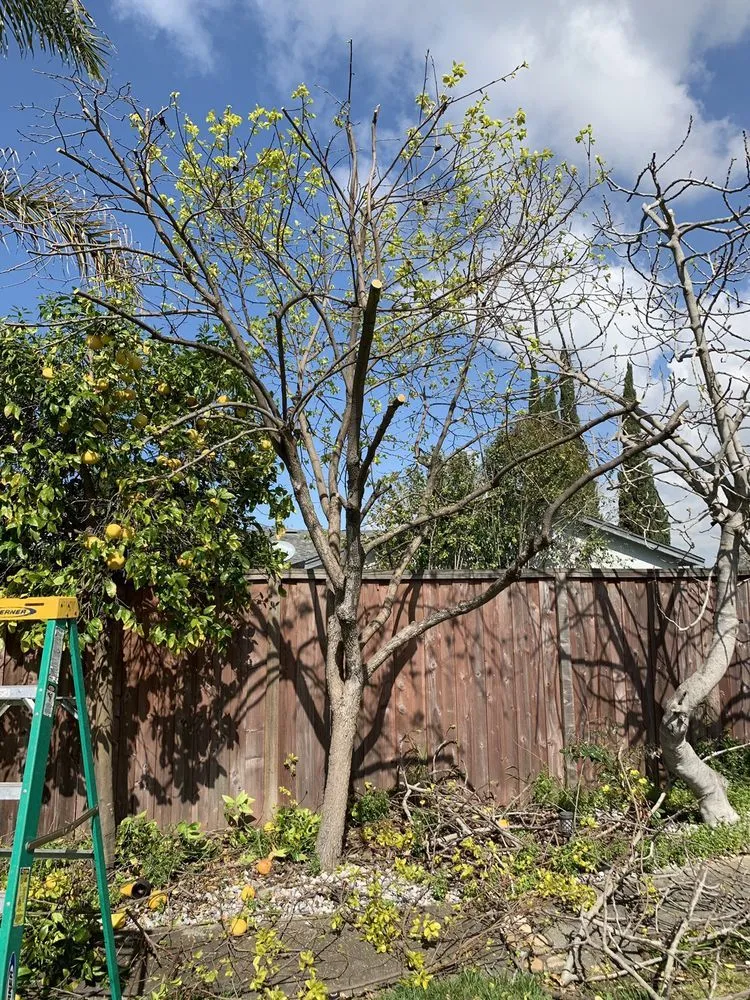 Reliable garden landscaping for homes in Rowlett, TX by Great White Landscape