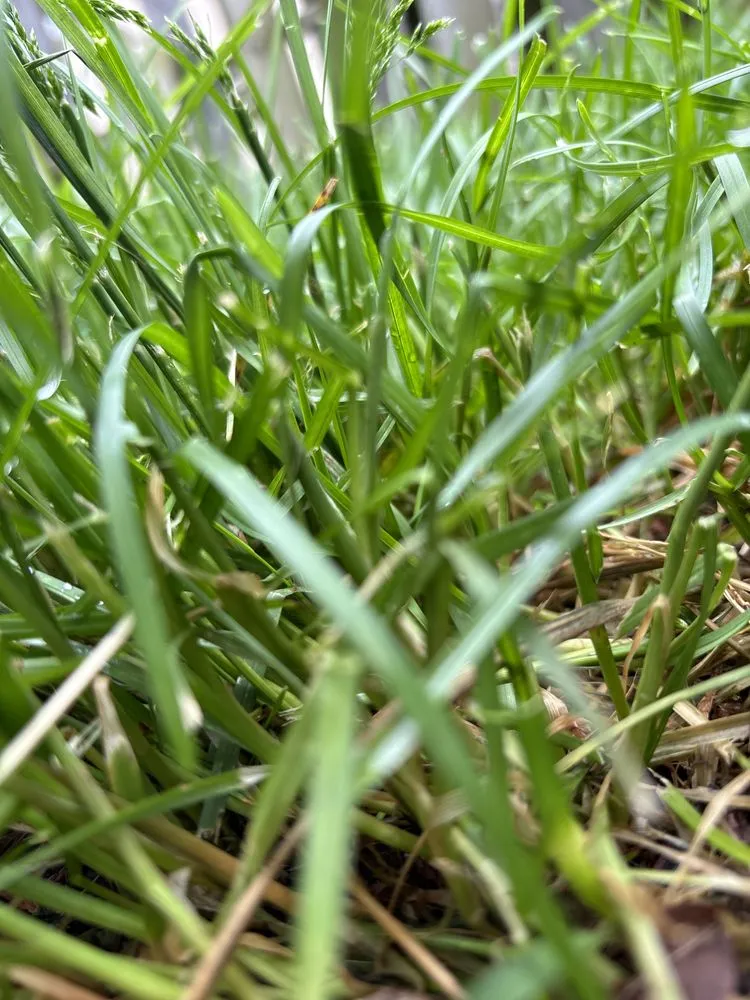 Reliable yard cleanup service in Des Moines, IA - Greater Lowa Lawn Care