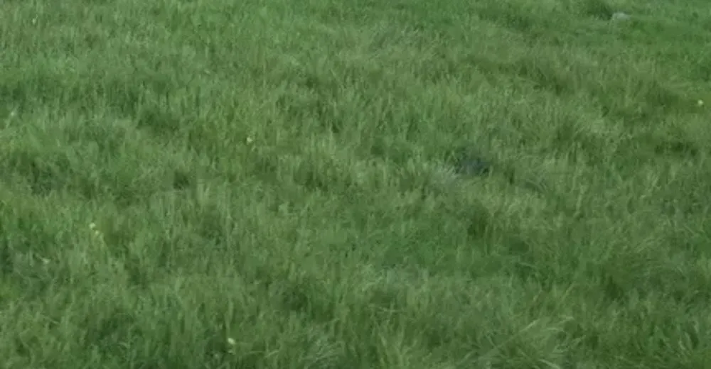 Custom outdoor landscaping experts serving Des Moines, IA - Greater Lowa Lawn Care