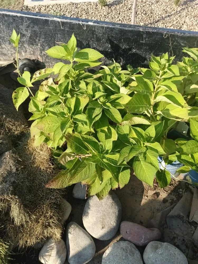 Professional yard cleanup service experts serving North Little Rock, AR - Greater New Look Lawn Service