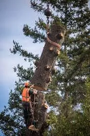 Custom landscaping services in Dunwoody, GA - Greater Vinestone Group