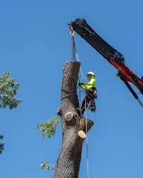 Top-rated yard cleanup service in Dunwoody, GA by Greater Vinestone Group