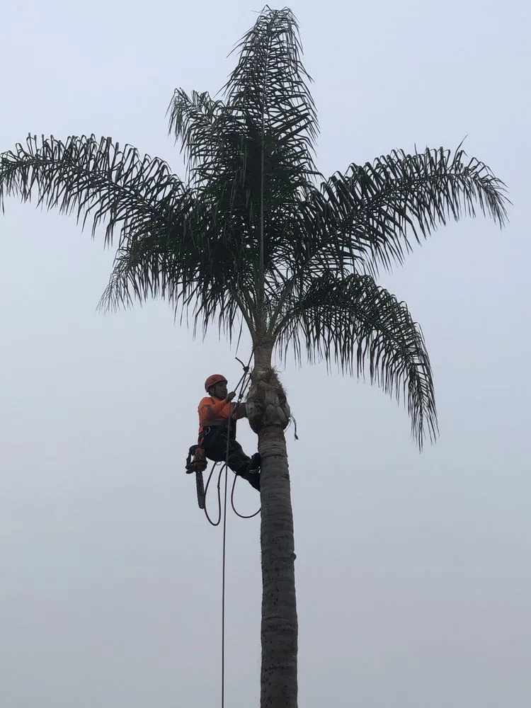 Reliable yard cleanup service for homes in Corona, CA by Greatland Landscape