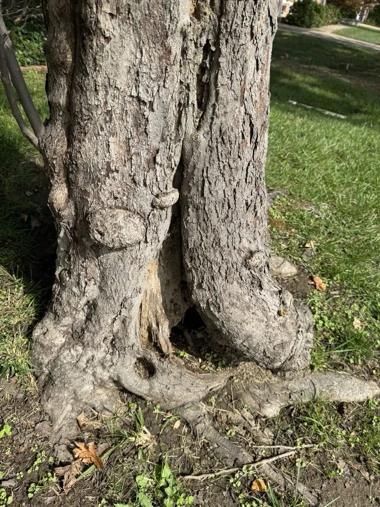 Expert yard cleanup service in St. Louis, MO - Greatlawns