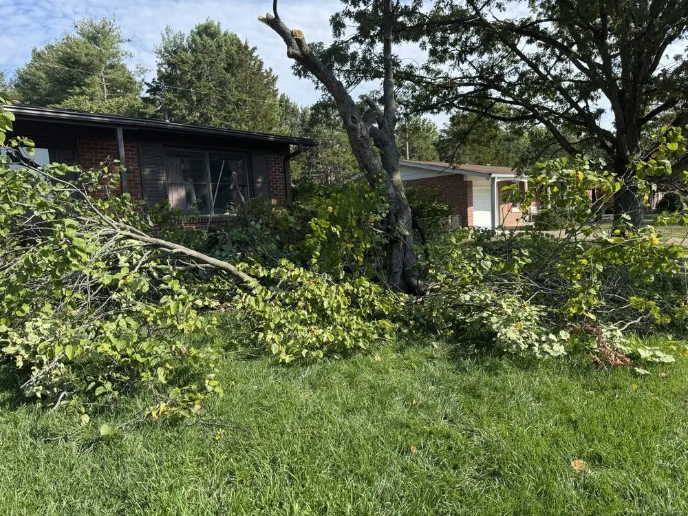 Affordable yard cleanup service for beautiful yards across St. Louis, MO - Greatlawns