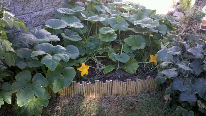 Local outdoor landscaping experts serving San Marcos, CA - Greatsoil